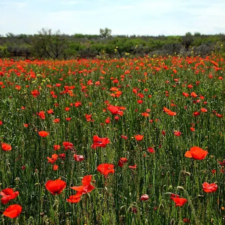 住宿加早餐酒店 普林西比住宿加早餐旅馆 巴里